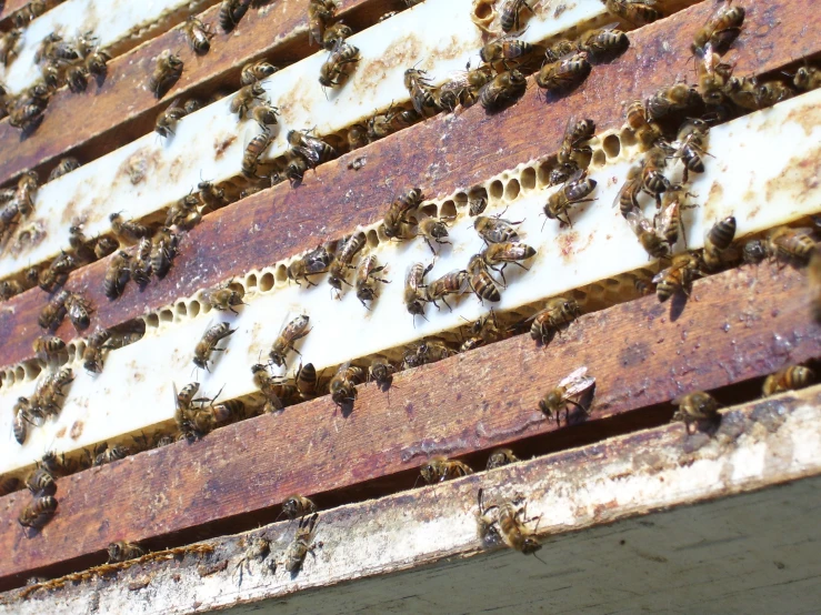 some bees are on the beehive with white stripes