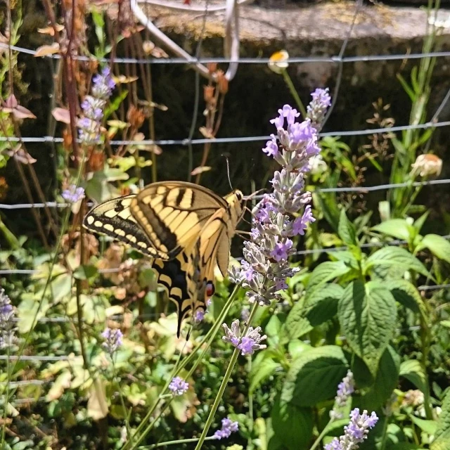 a large erfly is on the back of some purple flowers