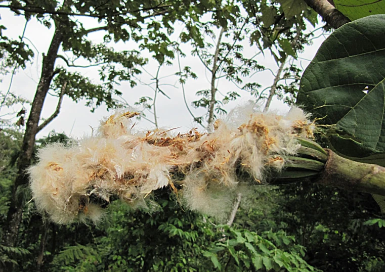 a large tree with nches and leaves around it