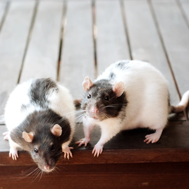 two rattans standing on top of a wooden deck