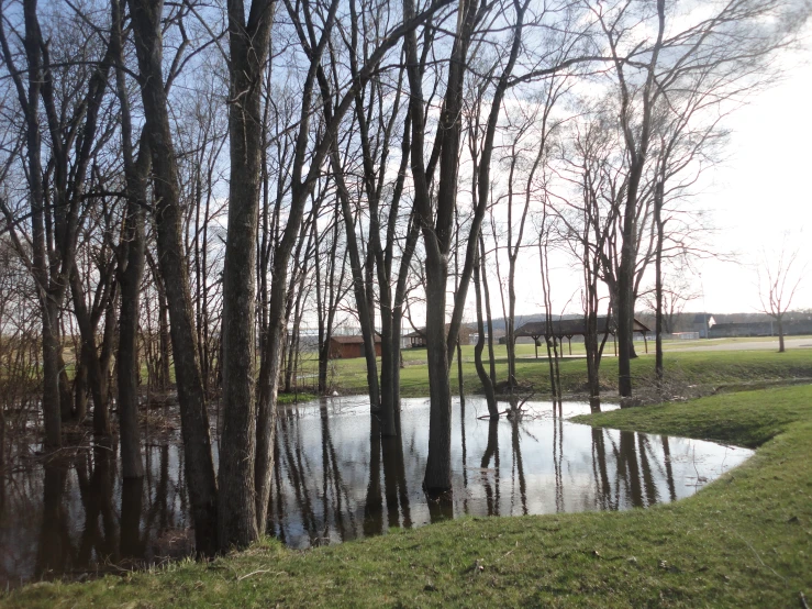 trees along the shore have almost submerged in water