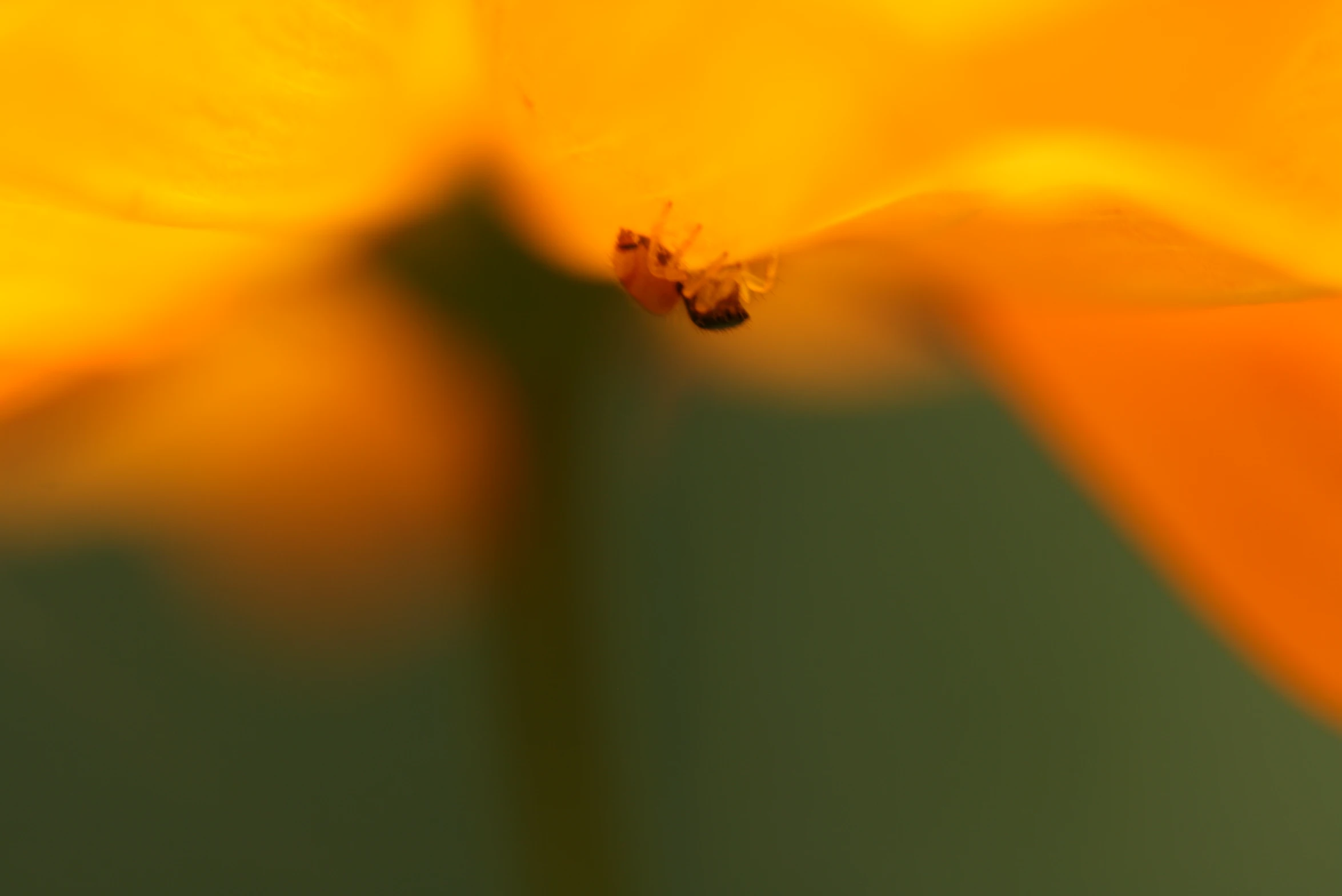 a yellow flower with a bee inside of it