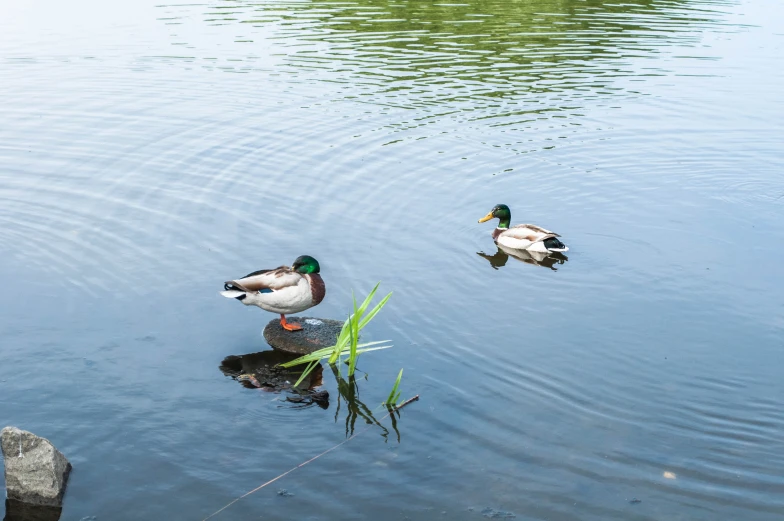 two ducks are floating on a small lake