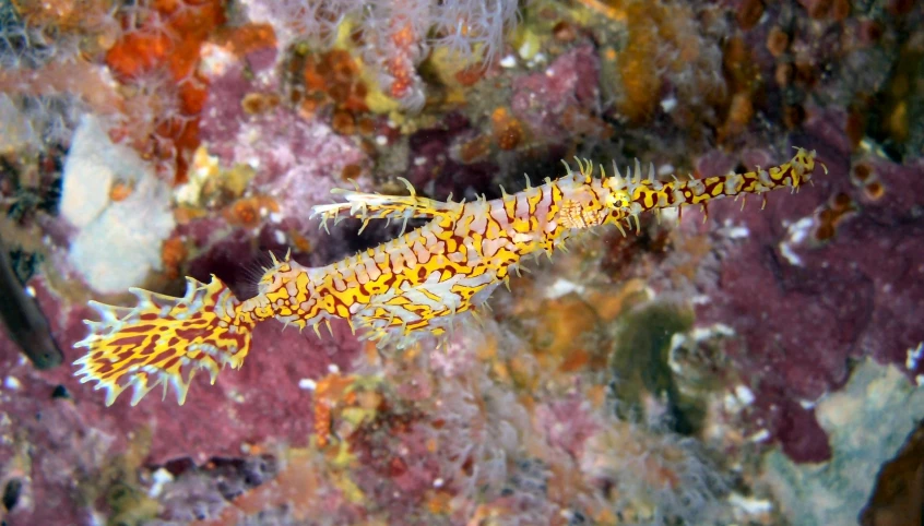 a seahorse in the middle of a rock filled coral