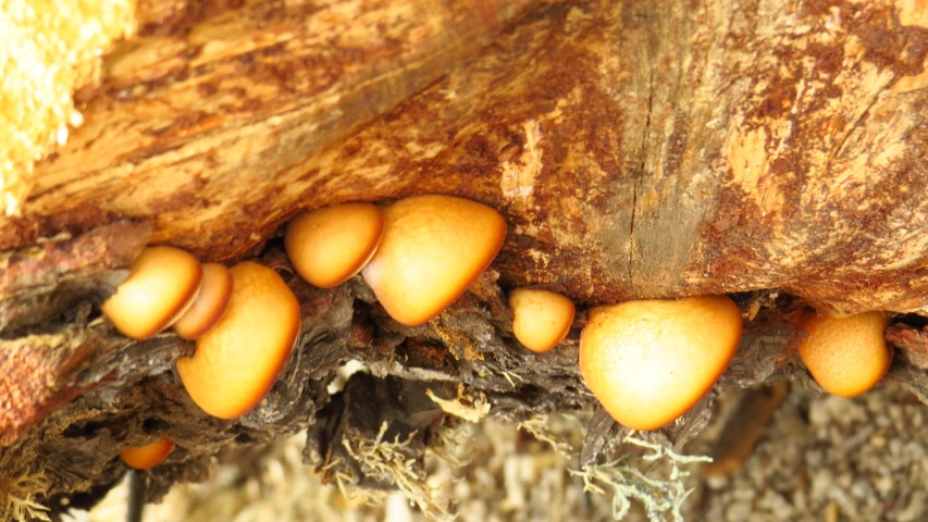 several different brown mushrooms growing on the bark of a tree