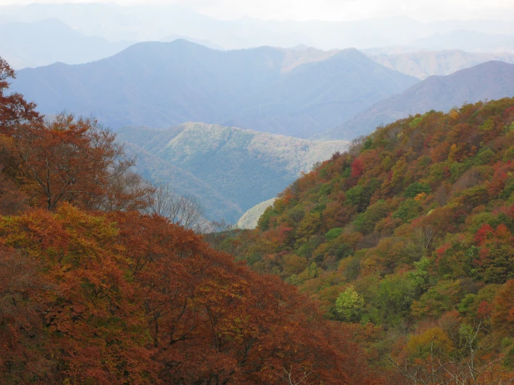 the forest in the background has many different colored trees