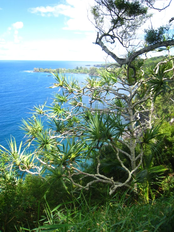 a couple of large trees sitting next to the ocean