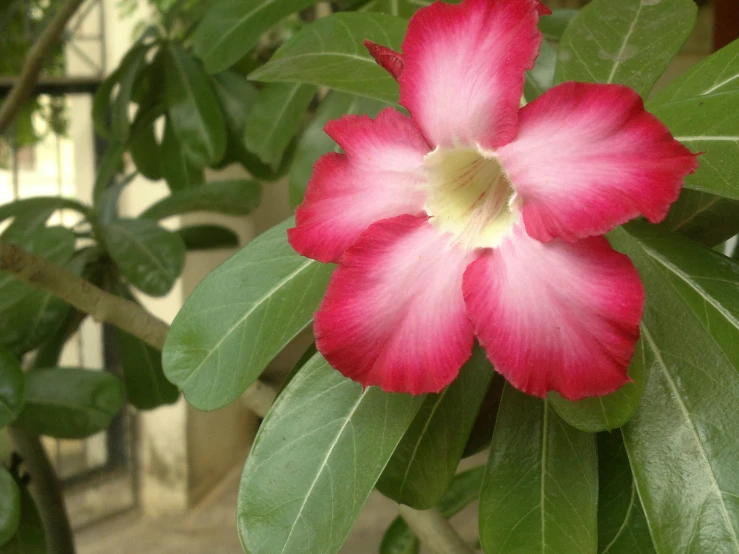 a pink flower with leaves surrounding it