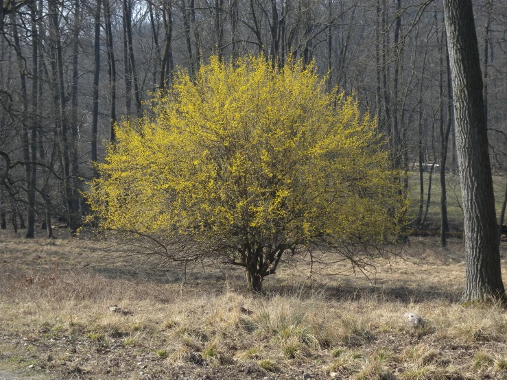 a yellow tree stands alone in the woods