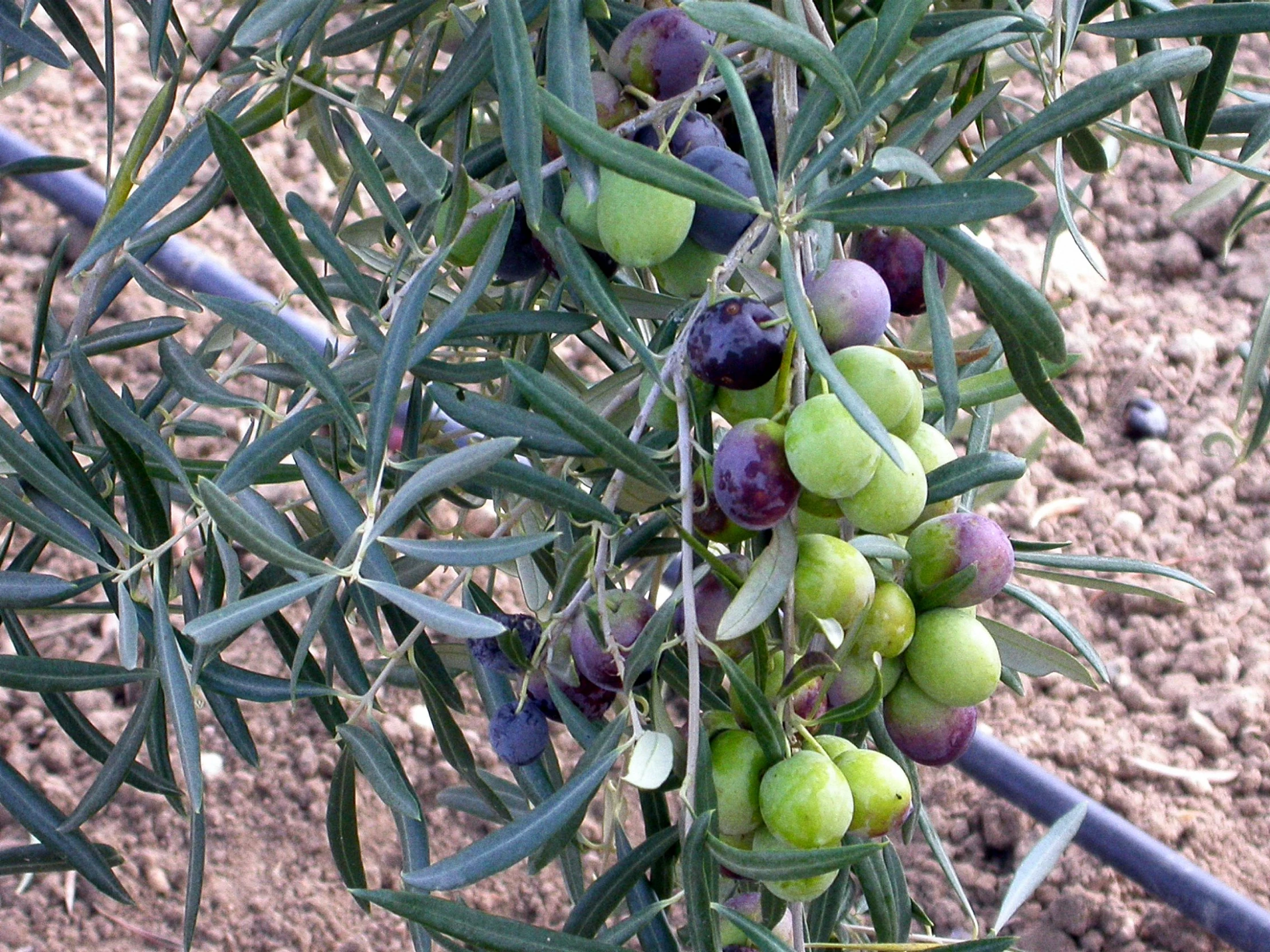 green olives growing on the nch of a tree