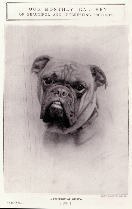 an old po of a pug dog from the early 20th century