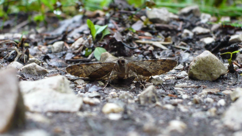 an insect is on the ground in the forest