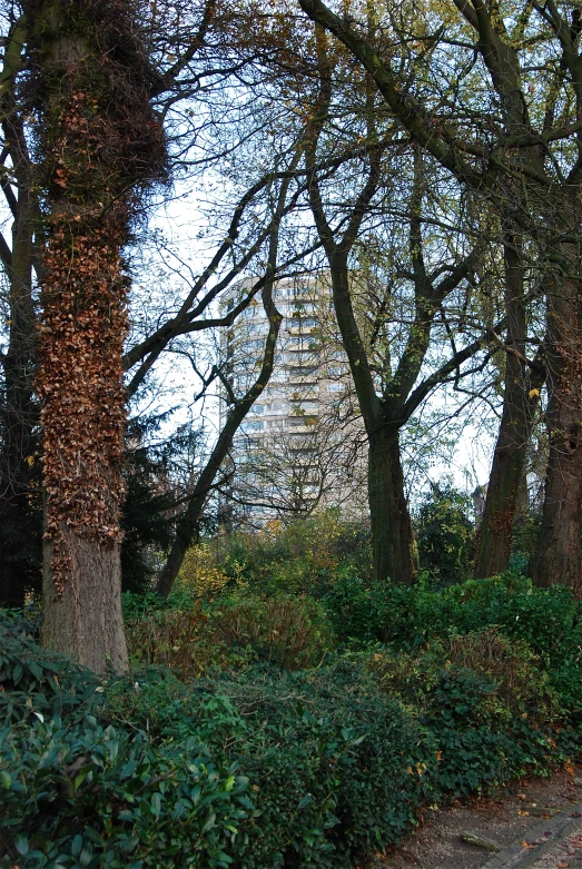 a very tall tower sitting among the trees