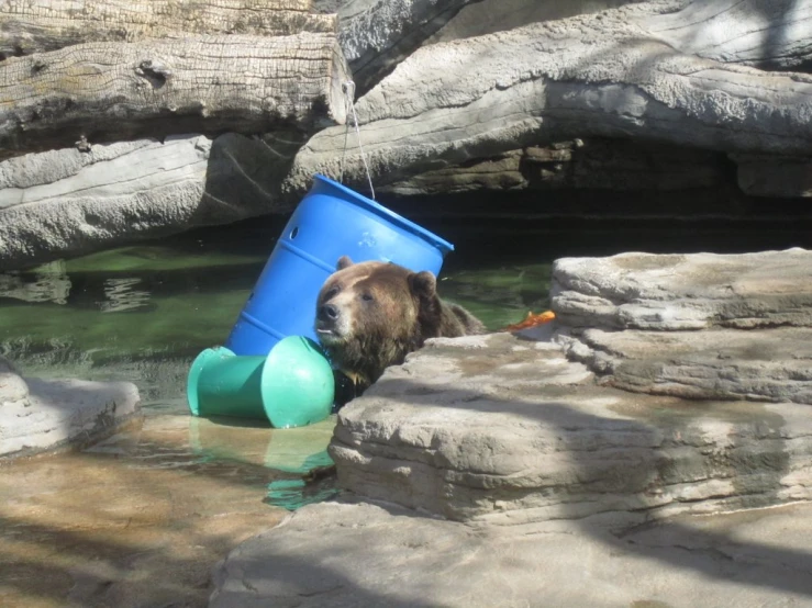 a brown bear playing in the water near some rocks