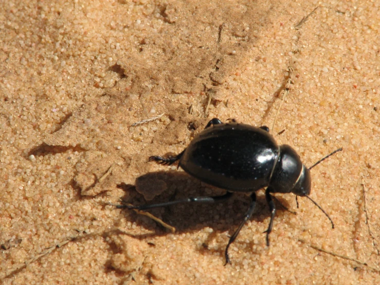 a close up of a bug sitting on top of a sandy ground