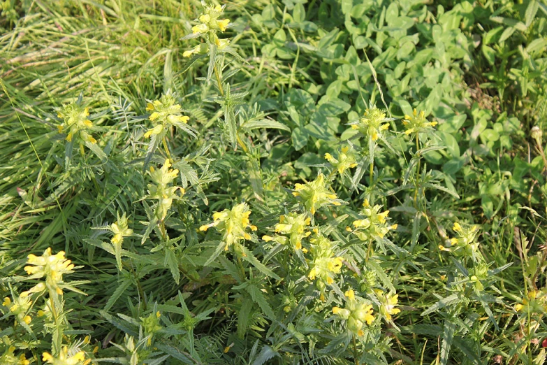 some yellow flowers are growing among some green plants