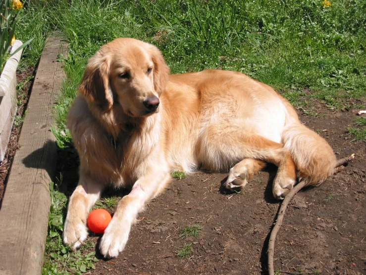 the dog is laying down on the ground next to the ball