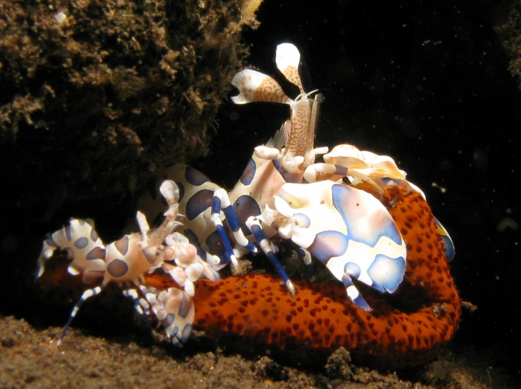 a spotted scorpionfish is on top of its coral