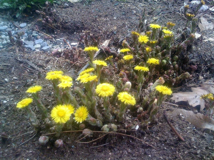 many yellow flowers that are growing out of some dirt