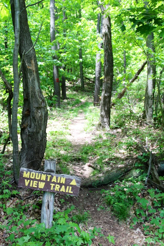 trail with trail sign next to tree and shrubs