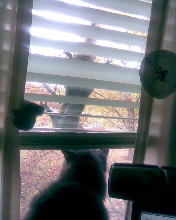 the back of a cat sitting in front of a window