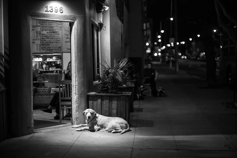 a dog on a city sidewalk is laying down