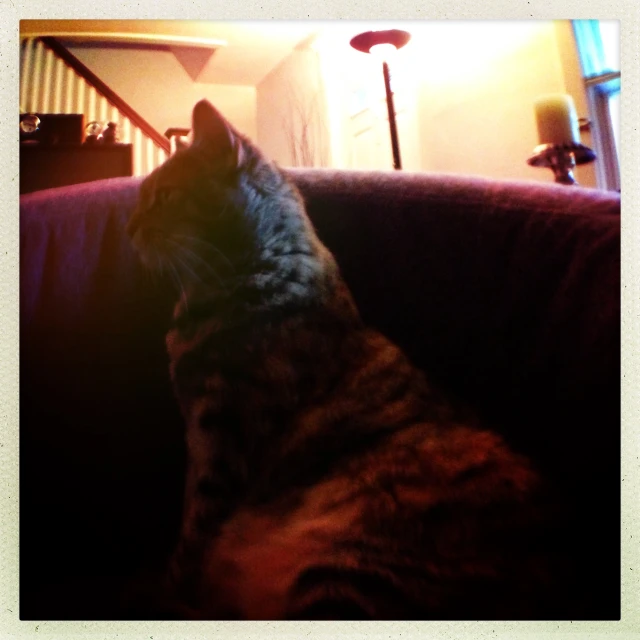 a cat sits on the couch looking up