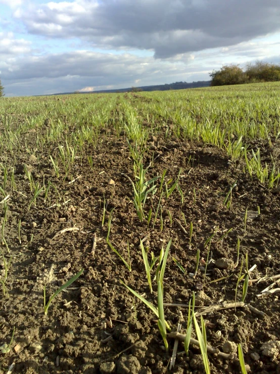 the grass is growing in a field of dirt