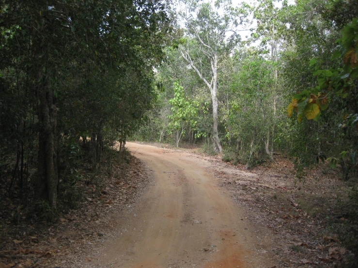 the dirt road is surrounded by thick trees