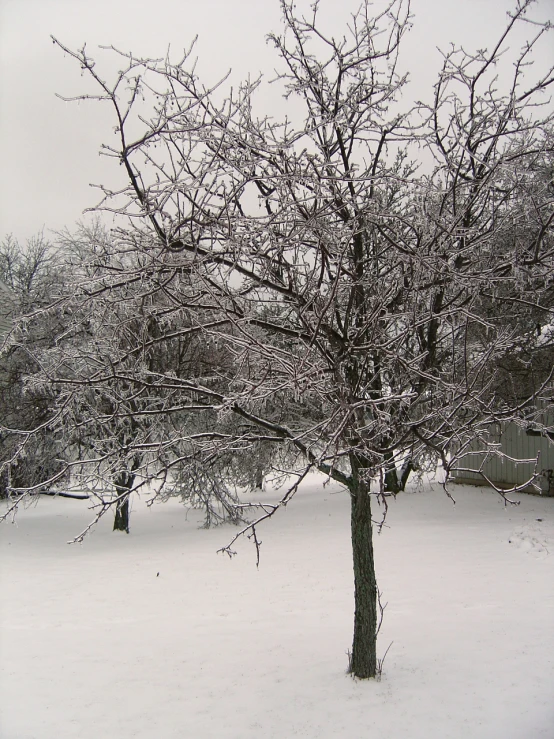 this is an image of the snow covered trees