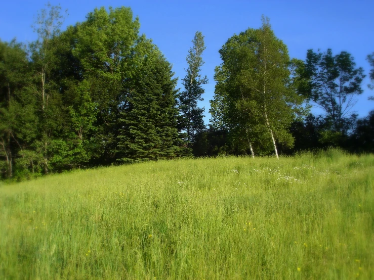 an area in the woods covered with grass