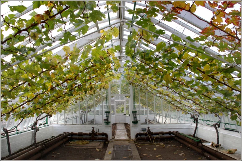 there are many plant life in this greenhouse