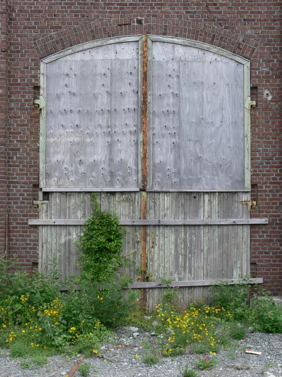 a old barn door with vines growing in it