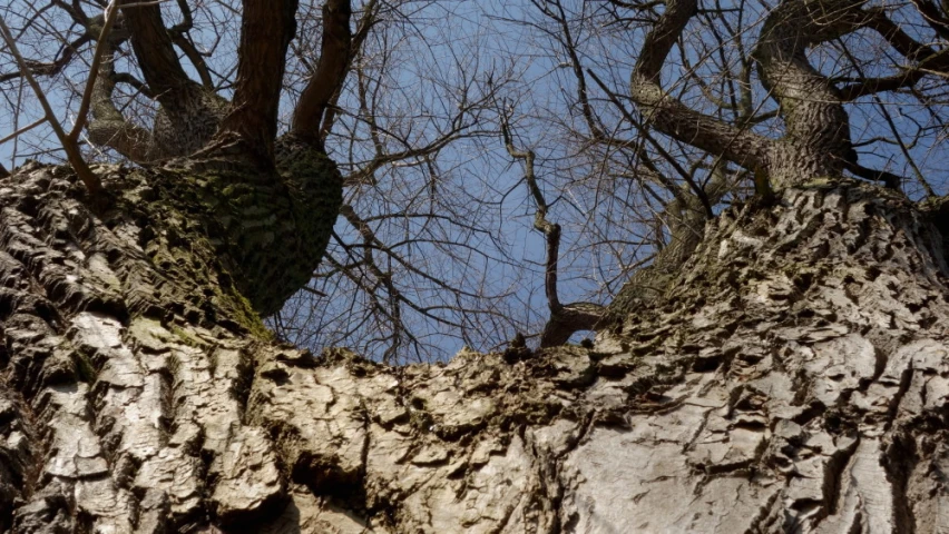 a view looking up at some tree without leaves