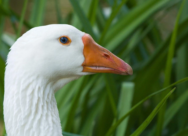 white duck with orange beak and green vegetation in background