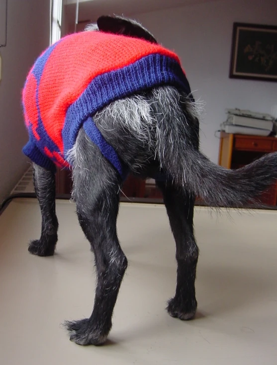 a black and white dog in sweater looking at its own reflection