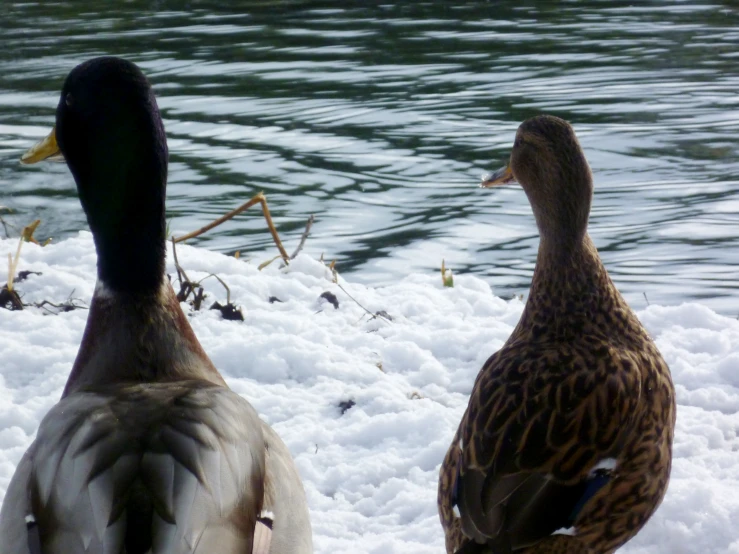 two ducks standing in the snow next to the water
