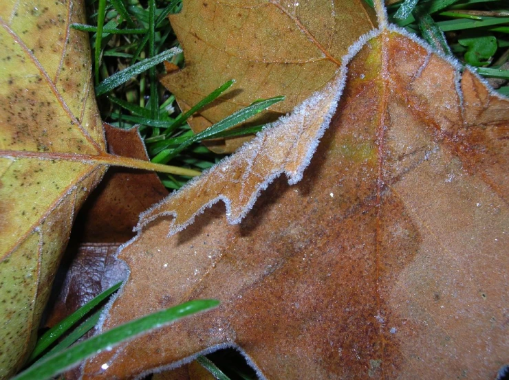 small frosted leaves sit on the ground in the grass