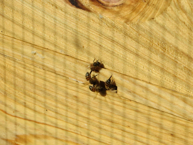 several bee flies are on a wooden slab