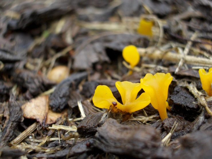 yellow flowers in the woods on a rocky area