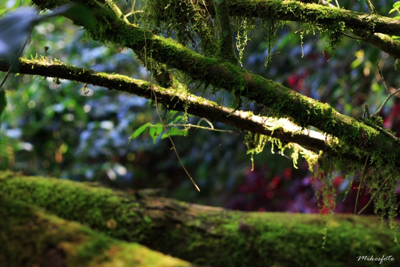 mossy tree nch with lichen and green leaves