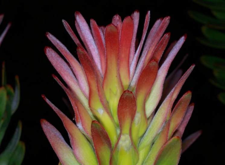 a closeup view of the flower head