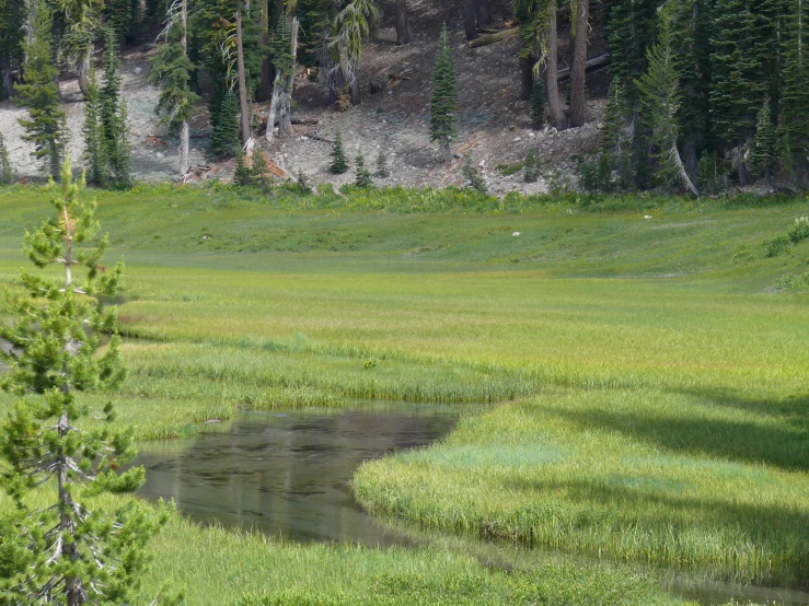 a big grassy field with some water near the trees