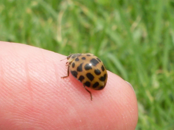 a small insect sitting on top of a persons finger