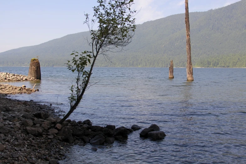 a lone tree stands in the water beside rocks