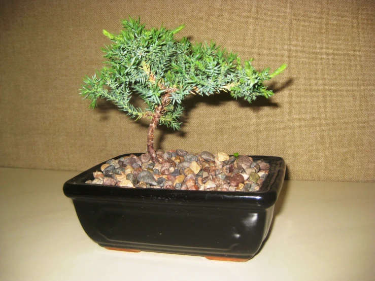 a tree grows from a black pot on the table