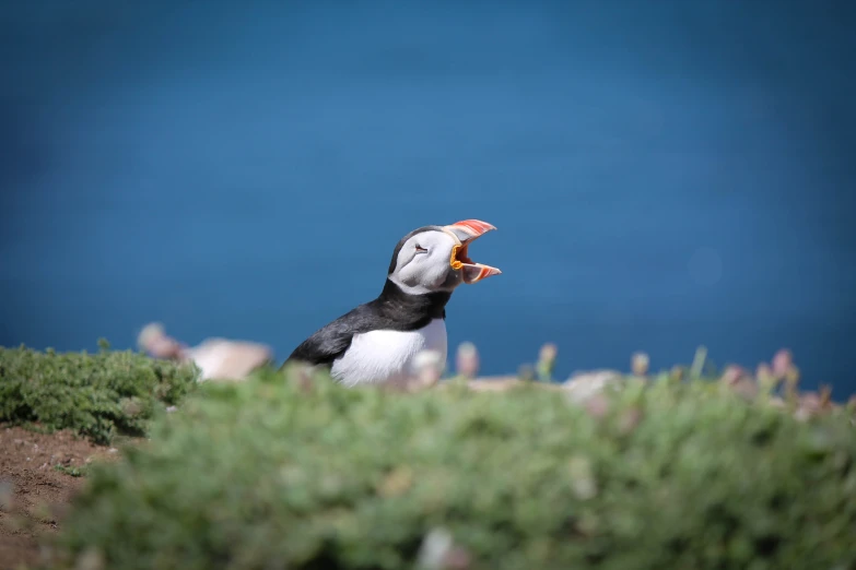 a puffer bird perched on the ground in front of some grass