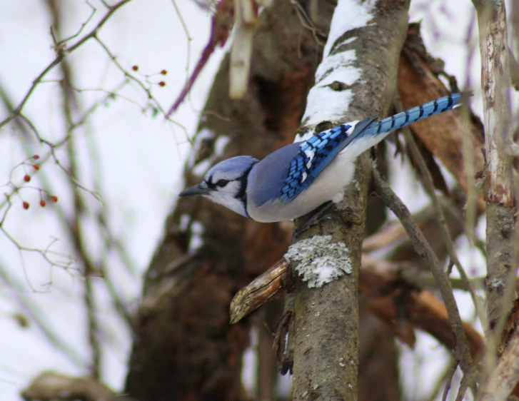 the bird is perched on the tree and it is snowing