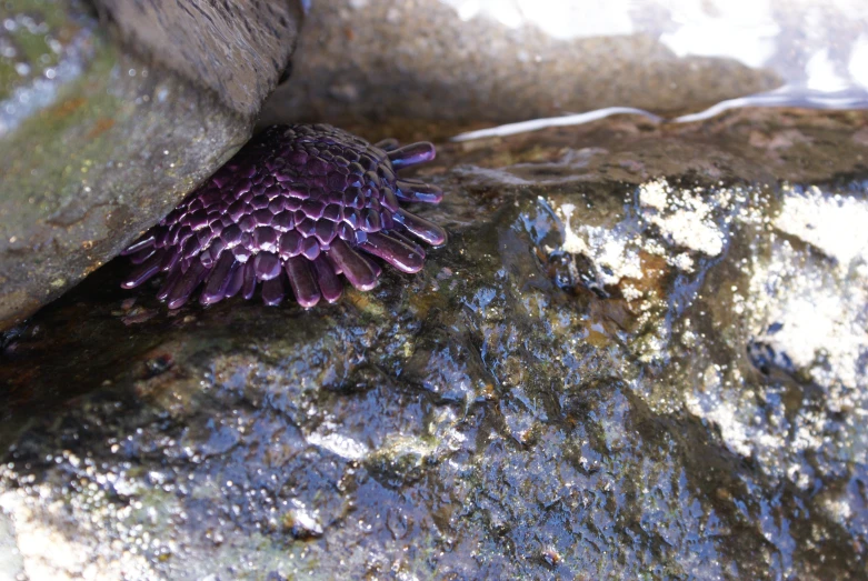 a purple flower laying on some rocks in the rain