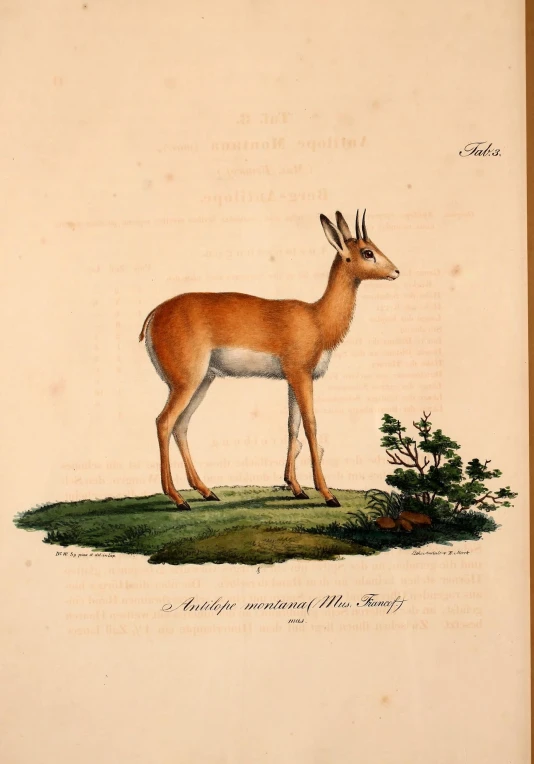 a painting of a deer on an open book